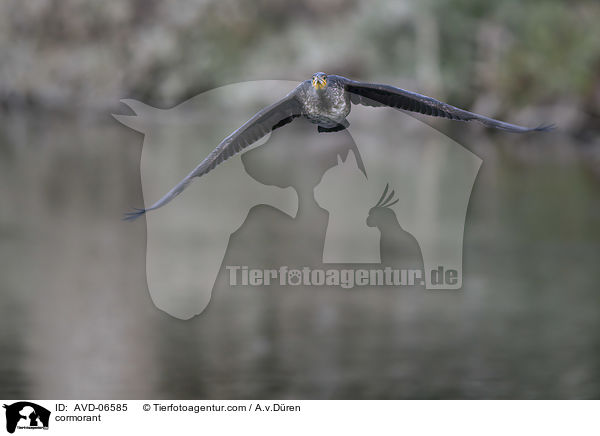 Kormoran / cormorant / AVD-06585