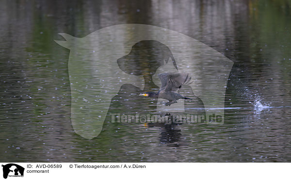 Kormoran / cormorant / AVD-06589