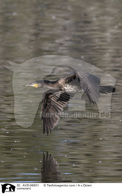 Kormoran / cormorant / AVD-06601