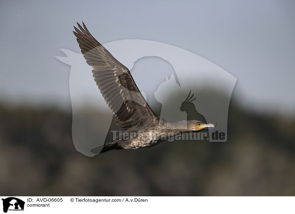Kormoran / cormorant / AVD-06605