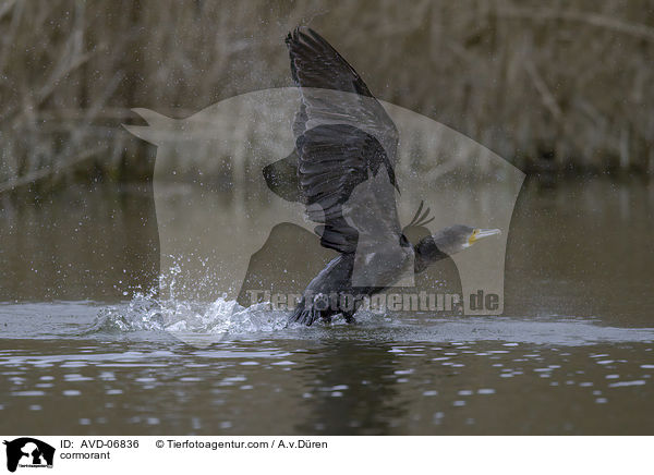 Kormoran / cormorant / AVD-06836