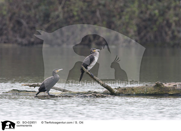 Kormorane / cormorants / SO-02851