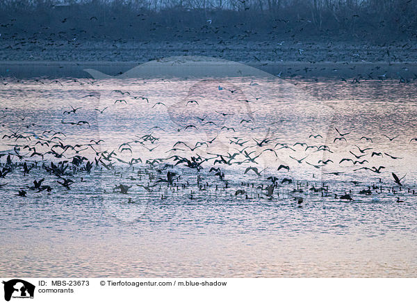 Kormorane / cormorants / MBS-23673
