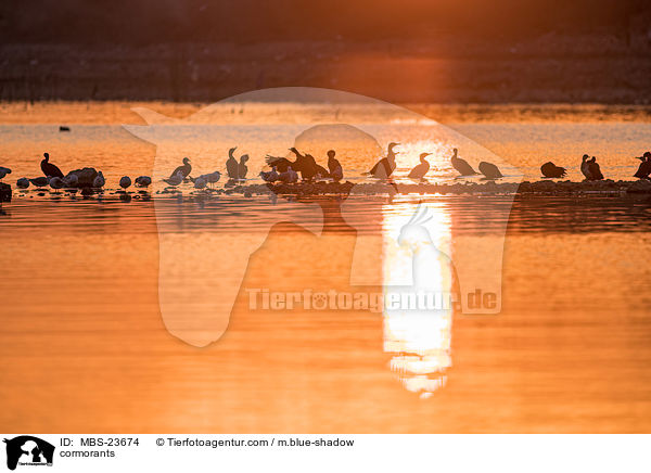 Kormorane / cormorants / MBS-23674