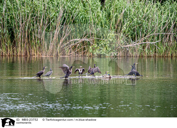 Kormorane / cormorants / MBS-23752