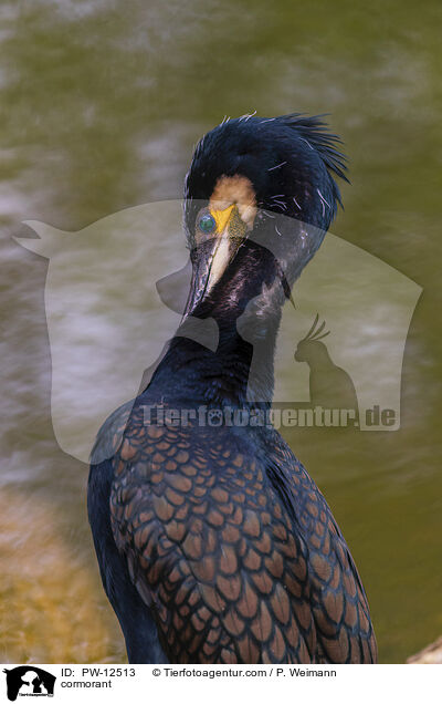 Kormoran / cormorant / PW-12513