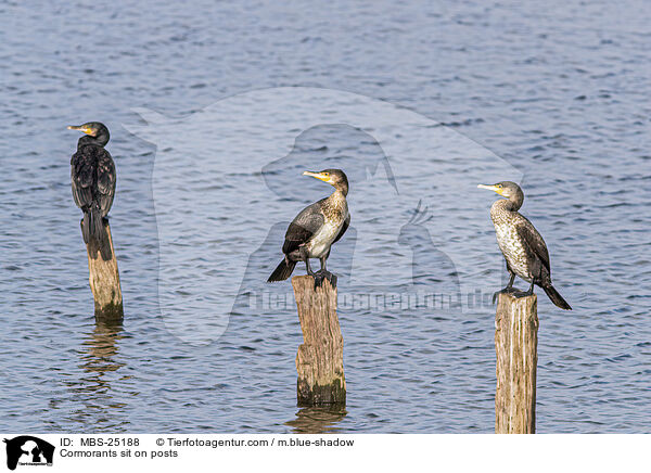 Kormorane sitzen auf Pfosten / Cormorants sit on posts / MBS-25188