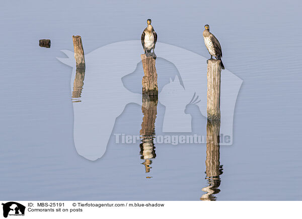 Kormorane sitzen auf Pfosten / Cormorants sit on posts / MBS-25191