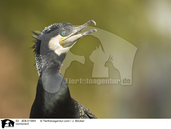 cormorant / JEB-01964