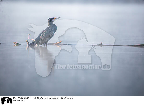 cormorant / SVS-01504