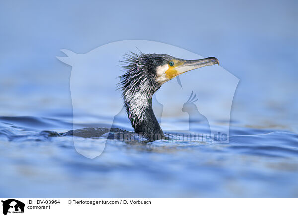 Kormoran / cormorant / DV-03964