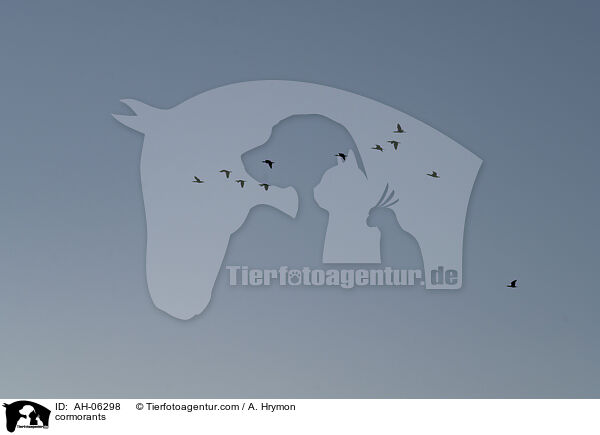 cormorants / AH-06298