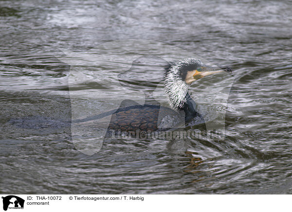 cormorant / THA-10072