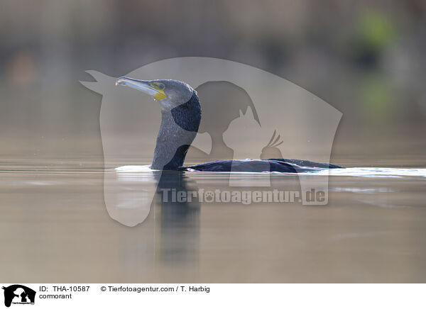 Kormoran / cormorant / THA-10587