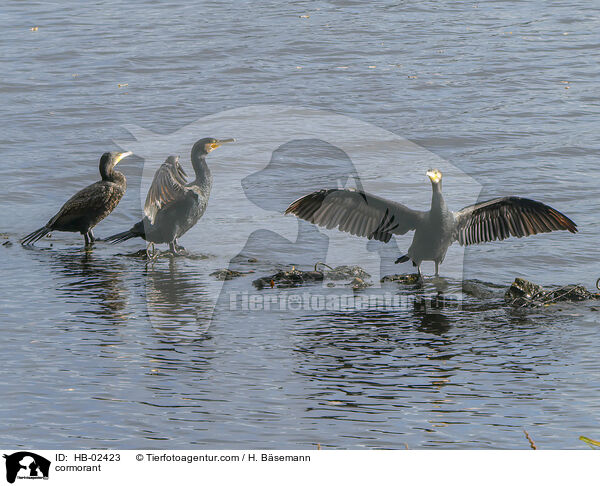 Kormoran / cormorant / HB-02423