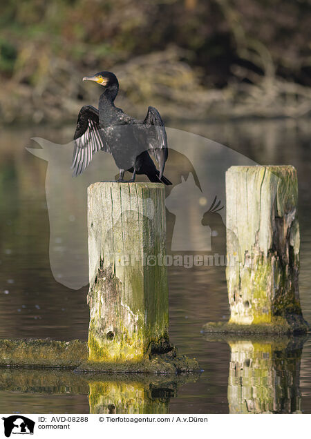 Kormoran / cormorant / AVD-08288