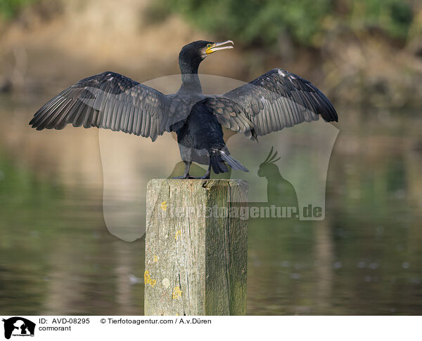 Kormoran / cormorant / AVD-08295