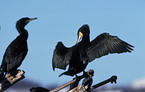 group of Great Cormorants