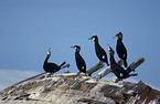 group of Great Cormorants