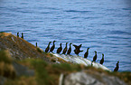 group of Great Cormorants