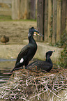 cormorants