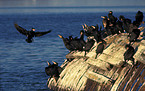 group of Great Cormorants