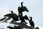 group of Great Cormorants