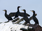 cormorants