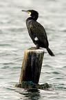 cormorant