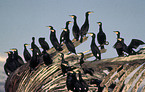 standing great cormorants