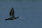 flying great cormorant