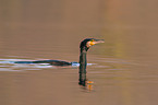 Great Cormorant