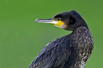 Great Cormorant