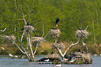 Great Cormorant