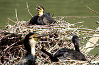 brooding Great Cormorant