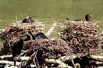 brooding Great Cormorant