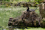 Great Cormorant