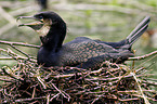 Great Cormorant