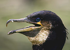 Great Cormorant