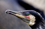 Great Cormorant