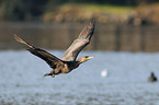 Great Cormorant