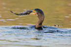 Great Cormorant