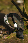 great cormorant