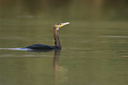 cormorant