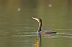 cormorant