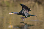 cormorant