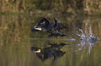 cormorant