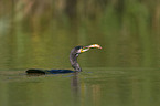 cormorant