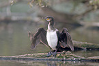 cormorant