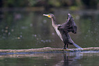 cormorant